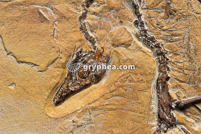 Archaeopteryx (détail 1) - Jurassique supérieur (Solnhofen, Bavière, Allemagne)  - gryphea.org